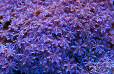 Blue star polyps for sale  HORSHAM