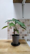 Brugmansia sanguinea angel for sale  HIGH WYCOMBE
