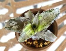 Cryptanthus layla bromeliad for sale  Floral City