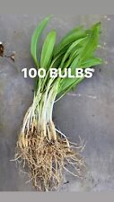 100 wild garlic for sale  ARMAGH
