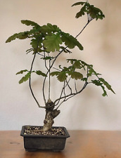 English oak bonsai for sale  BROMLEY