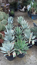Agaves rustiques froid d'occasion  Outarville