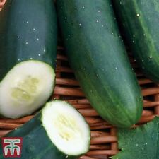 Thompson morgan cucumber for sale  UK