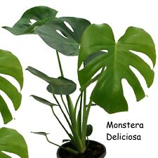 Monstera deliciosa split for sale  Haleiwa