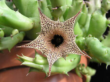 Used, 1 Scion huernia Boleana ES2310 stapelia Cactus Rare no Pseudolithos orchid for sale  Shipping to Canada