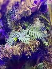Resurrection fern clump for sale  Lafayette