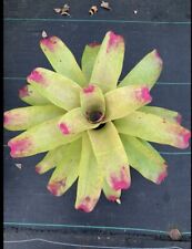 Bromeliad Neoregelia "Tatooine" NEON BEAUTY!  🎾, used for sale  Shipping to South Africa