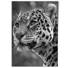 Majestic jaguar nature for sale  SELBY