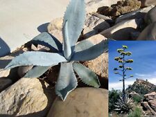 Brote de planta del siglo azul agave americana a la venta.   ¡¡¡Crece enorme!!!¡!  , usado segunda mano  Embacar hacia Mexico