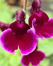 Salvia blackberry ripple for sale  MARCH