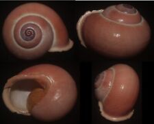 Tonyshells  Landsnail Calocochlia festiva TREE SNAIL HUGE DOUBLE LIP 50mm F+++/G for sale  Shipping to South Africa