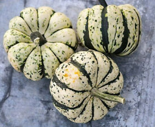 Sweet dumpling squash for sale  FERRYHILL