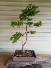 Yew bonsai for sale  Strasburg
