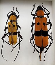 Cerambycidae rosalia inexpecta for sale  Depauw