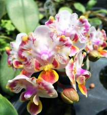 Phalaenopsis orchid phal. for sale  New Port Richey