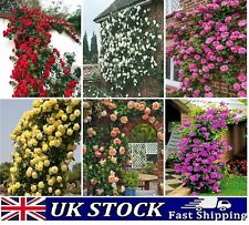 Climbing rose seeds for sale  LONDON