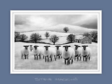 Suffolk sheep flock for sale  MARYPORT