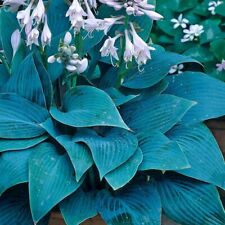 Hosta halcyon 1 for sale  GAINSBOROUGH