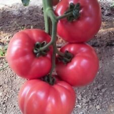 Russische tomatensamen siberia gebraucht kaufen  Lehrte