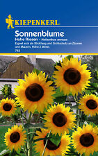 Sonnenblumensamen hohe riesen gebraucht kaufen  Aurich