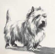 Cairn terrier posing for sale  Tampa