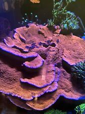 Corallo montipora foliosa usato  Cornate D Adda