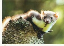 Marder steinmarder pine gebraucht kaufen  Deutschland