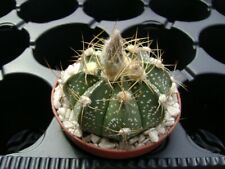 Fresh seeds astrophytum for sale  Shipping to Ireland