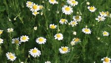 Roman chamomile seeds for sale  Sanford