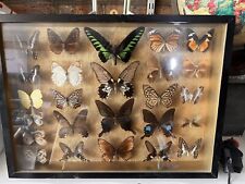 Vintage framed butterflies for sale  LONDON