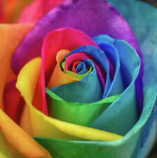 Rosa arcobaleno rainbow usato  Vercelli