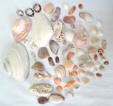 Sea shells corals for sale  Stoughton