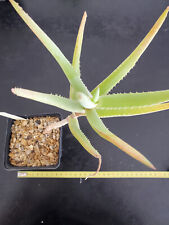Aloe cremnophila d'occasion  Perpignan-