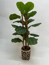 103cm fiddleleaf fig for sale  KIRKCALDY