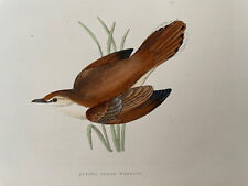 Antique print rufous for sale  THIRSK