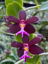Orquídea Vanda Trichoglottis atroperpurea Mad Happenings planta colgante tropical segunda mano  Embacar hacia Mexico