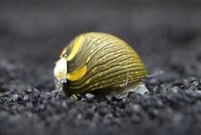 Sun nerite snail for sale  BOLTON