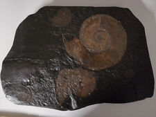 Schiefer platte ammoniten gebraucht kaufen  Berkheim