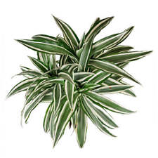 Dracaena warneckii for sale  USA