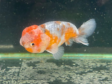 Calico ranchu 11cm for sale  BRADFORD