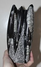 Large fossil orthoceras for sale  BECCLES