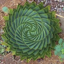 Rare spiral aloe for sale  FRESHWATER