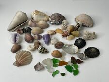Lot hawaiian seashells for sale  Kealakekua
