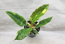 Variegated philodendron narrow for sale  Reseda