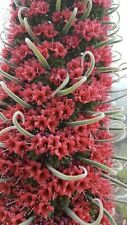 TAJINASTE ROJO Gigante -  echium wildpretii - torre de joyas 25 Semillas - seeds segunda mano  Embacar hacia Argentina