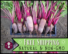 550 beet seeds for sale  Lake Orion