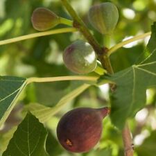 Fig tree brown for sale  Yucaipa