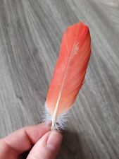 Rote vogelfeder papageienfeder gebraucht kaufen  Haarbach