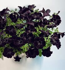 Large crazytunia black for sale  LEICESTER