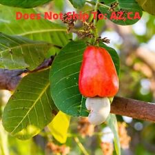 Cashew tree live for sale  Fort Mill